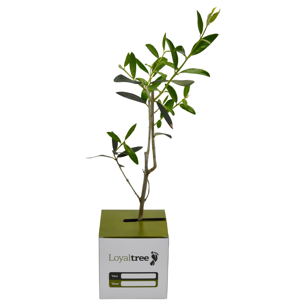 Loyaltree olive tree | Eco gift
